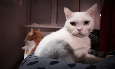 white cat with huge eyes and red cat in the background