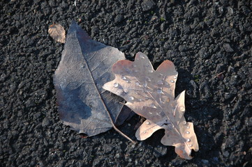 Yellow oak leaf in autumn on the asphalt.