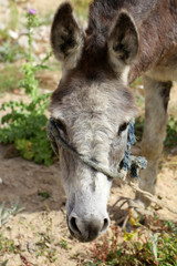 grey donkey portrait