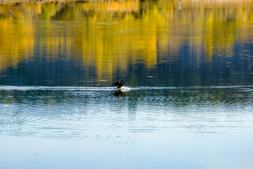 Paysage, surface d'eau de lac, un cormoran est en train d'amerrir.