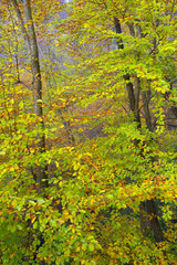 Autumn forest landscape background