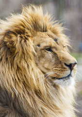 Fototapeta na wymiar Male African Lion