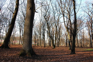 Beautiful scenery: an oak park in late autumn.