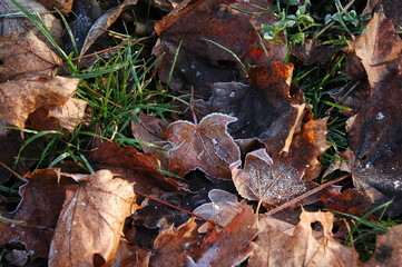 Autumn leaves in the grass covered with frost.