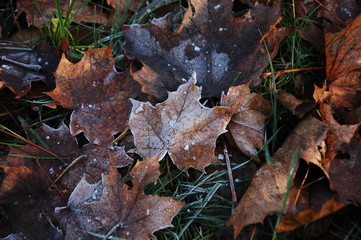 Autumn leaves in the grass covered with frost.
