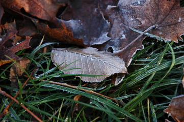 Autumn leaves in the grass covered with frost.