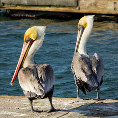 Two Brown Pelicans standing docksideg