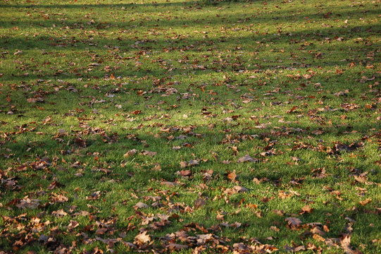 Green grass in a park with yellow leaves in autumn.