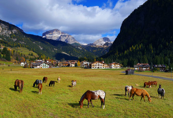 Fototapeta na wymiar Horses in the Dolomites, Italy, Europe