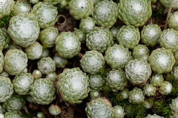 Leaves of a cobweb house leek, Sempervivum arachnoideum