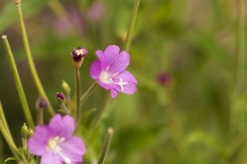 Great willowherb, Epilobium hirsutum