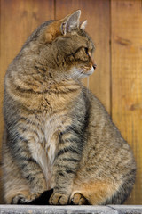 Obraz premium domestic cat