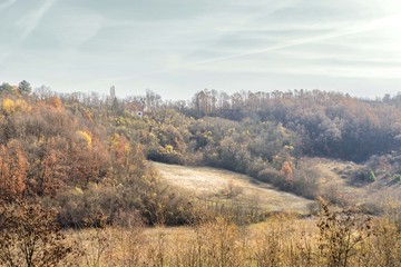 nature mountain wood forest trees