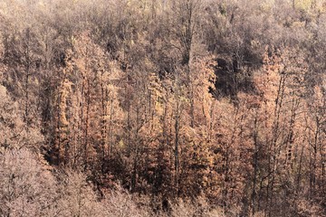 nature wood forest trees