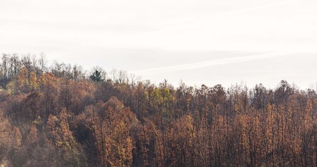 nature wood forest trees