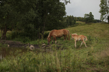 Naklejka na ściany i meble krajobraz wiejski - konie na łące