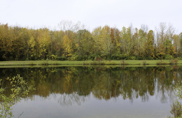 Fototapeta na wymiar Fall trees reflecting on the pond