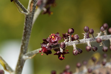 Black false hellebore, Veratrum nigrum