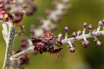 Black false hellebore, Veratrum nigrum