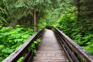 Path through the Ancient Forest Provincial Park in British Columbia, Canada