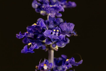 Mealycup sage (Salvia farinacea)