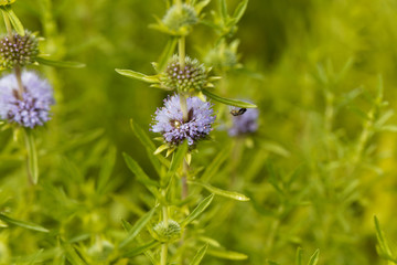 Flowers of a Harts pennyroyal