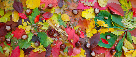 Jesienna kompozycja z liści, kasztanów, żołędzi i nasion - obrazy, fototapety, plakaty