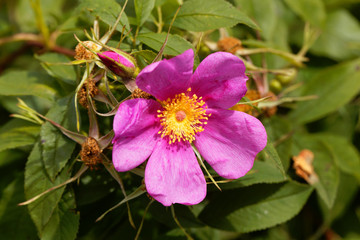 Carolina rose, Rosa carolina