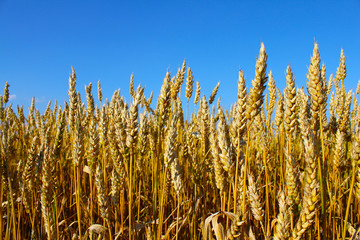 Zboże przed żniwami © Wlodzimierz