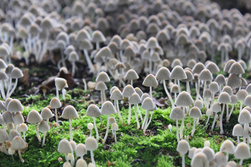 Ogromna kolonia nieznanych grzybów