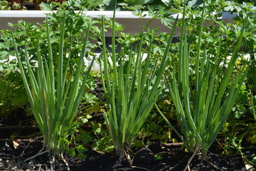 Obraz premium Green condiment