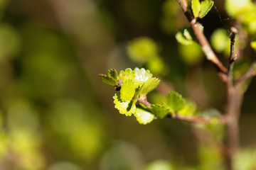 Dwarf birch (Betula nana)