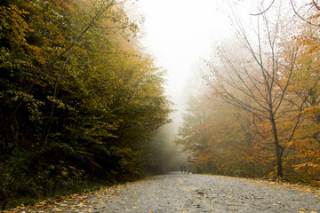 forest  autumn road fall nature
