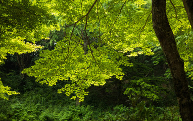 푸른 숲속의 풍경