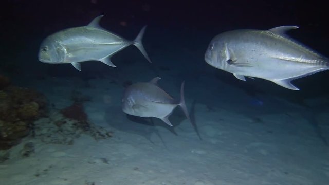 School of giant trevally hunting at night, Red sea, Egypt. Full HD underwater footage.