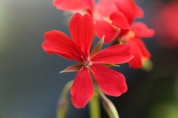 Fototapeta premium Geranium hybrid of Pelargonium peltatum