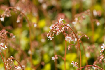 The stonecrop Sedum x urbium