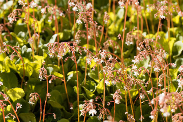 The stonecrop Sedum x urbium