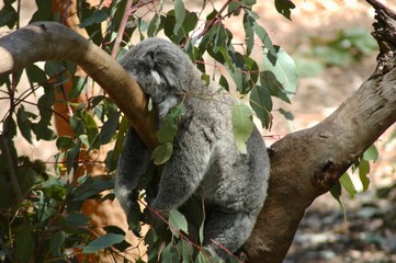 A koala asleep on a branch. © Anne