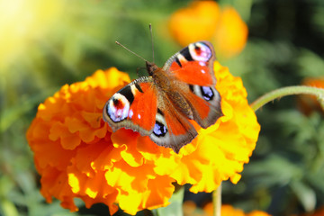 macro of butterfly collecting nectar on the marigolds