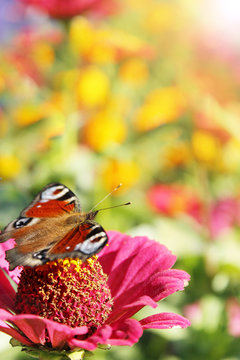 butterfly peacock eye sits on the zinnia covered sunny rays