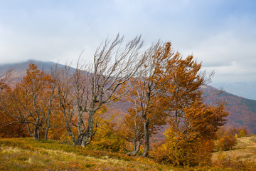 Autumn in Carpathian Mountains, Ukraine