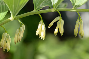 Solomon seal (Polygonatum odoratum)