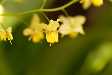 Barrenwort (Epimedium x versicolor)