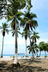 Obraz premium Cluster of palm trees line tropical beach