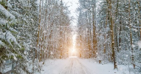 CINEMAGRAPH, 4k, falling snow in the winter forest, loop - Powered by Adobe
