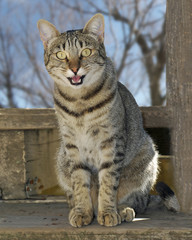 Smiling cat looking at camera