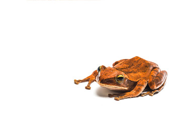 frog isolated on white background