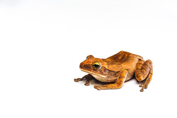 frog isolated on white background