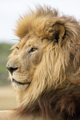 Fototapeta na wymiar Male Lion Portrait